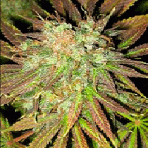 Train Wreck (Homegrown Fantaseeds Seeds) Cannabis Seeds