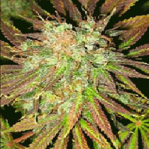 Train Wreck (Homegrown Fantaseeds Seeds) Cannabis Seeds