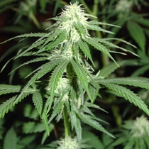 White Widow (Homegrown Fantaseeds Seeds) Cannabis Seeds