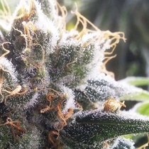 Barbara Bud Regular (House of the Great Gardener Seeds) Cannabis Seeds