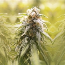 CBD Afghani Feminised (House of the Great Gardener Seeds) Cannabis Seeds