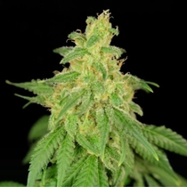 CBD Rene Feminised (House of the Great Gardener) Cannabis Seeds