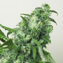 Digweed Feminised (House of the Great Gardener Seeds) Cannabis Seeds