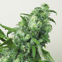 Digweed Regular (House of the Great Gardener Seeds) Cannabis Seeds