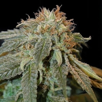 Haoma Feminised (House of the Great Gardener Seeds) Cannabis Seeds