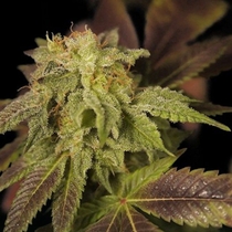 Rene Feminised (House of the Great Gardener Seeds) Cannabis Seeds