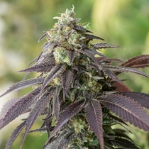 707 Headband (Humboldt Seed Organisation Seeds) Cannabis Seeds