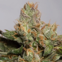 707 Truthband by Emerald Mountain (Humboldt Seed Organisation) Cannabis Seeds