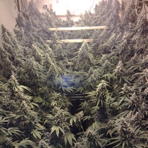 Amherst Sour Diesel (Humboldt Seed Organisation Seeds) Cannabis Seeds