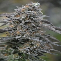 Black D.O.G (Humboldt Seed Organisation) Cannabis Seeds