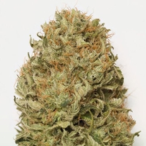 Blue Dream Auto (Humboldt Seed Organisation Seeds) Cannabis Seeds