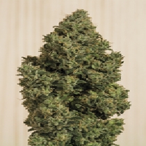 Blue Dream CBD (Humboldt Seed Organisation) Cannabis Seeds