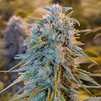 Blue Dream (Humboldt Seed Organisation Seeds) Cannabis Seeds