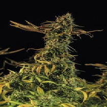 Blueberry Headband (Humboldt Seed Organisation) Cannabis Seeds