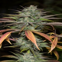 Bubba Kush 2.0 (Humboldt Seed Organisation Seeds) Cannabis Seeds