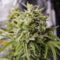 Bubba Kush Auto (Humboldt Seed Organisation Seeds) Cannabis Seeds