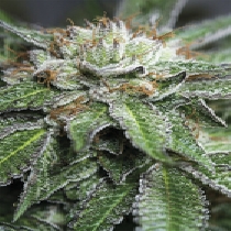Bubba Kush (Humboldt Seed Organisation) Cannabis Seeds