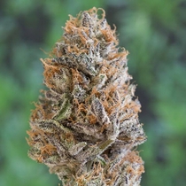 Bubba's Gift (Humboldt Seed Organisation) Cannabis Seeds