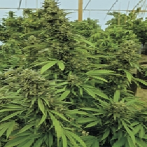Chemdawg (Humboldt Seed Organisation Seeds) Cannabis Seeds