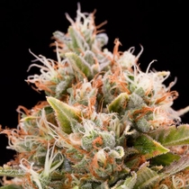 Chemdawg (Humboldt Seed Organisation ) Cannabis Seeds