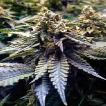 Chocolate Mint OG 2.0 (Humboldt Seed Organisation) Cannabis Seeds