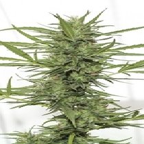 Dedoverde Haze Auto (Humboldt Seed Organisation Seeds) Cannabis Seeds