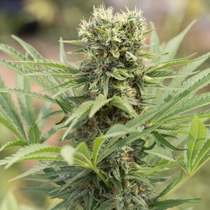 Dedoverde Haze (Humboldt Seed Organisation Seeds) Cannabis Seeds