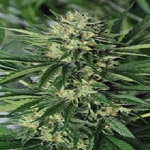 Dr Greenthumbs EM Dog by B Real (Humboldt Seed Organisation Seeds) Cannabis Seeds
