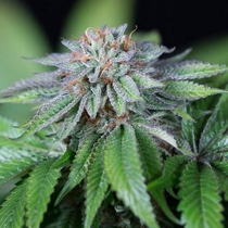 EWE-2 (Humboldt Seed Organisation Seeds) Cannabis Seeds