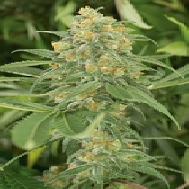 Green Crack (Humboldt Seed Organisation Seeds) Cannabis Seeds