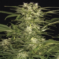 Lemon Juice Express Auto (Humboldt Seed Organisation Seeds) Cannabis Seeds