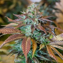 Lemon Kush Headband (Humboldt Seed Organisation Seeds) Cannabis Seeds