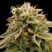 Lemon Thai Kush (Humboldt Seed Organisation) Cannabis Seeds