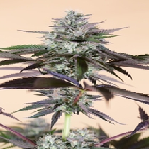 Lost Coast Hash plant (Humboldt Seed Organisation Seeds) Cannabis Seeds