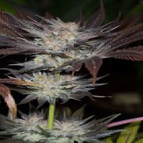 Lost Coast OG (Humboldt Seed Organisation Seeds) Cannabis Seeds