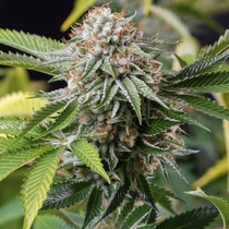 Mango Sapphire (Humboldt Seed Organisation ) Cannabis Seeds