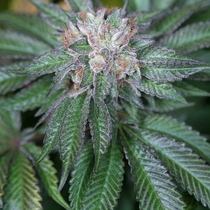 Master Kush (Humboldt Seed Organisation Seeds) Cannabis Seeds