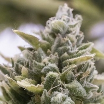 OG Kush Auto (Humboldt Seed Organisation Seeds) Cannabis Seeds