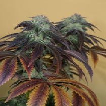 OG Kush (Humboldt Seed Organisation Seeds) Cannabis Seeds