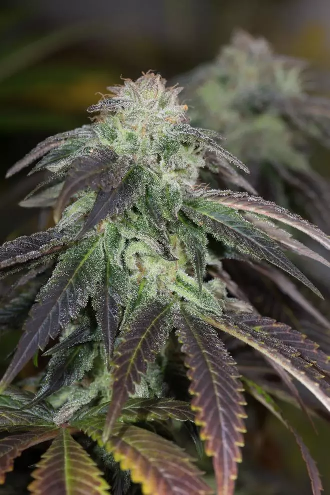 OG Kush  (Humboldt Seed Organisation ) Cannabis Seeds