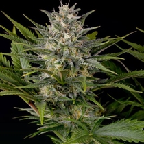 Pineapple Skunk (Humboldt Seed Organisation Seeds) Cannabis Seeds