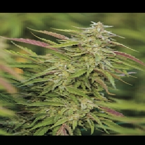 Purple Trainwreck (Humboldt Seed Organisation Seeds) Cannabis Seeds