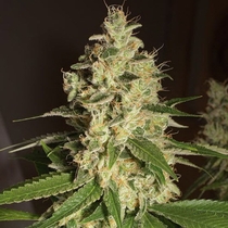 Raspberry Diesel (Humboldt Seed Organisation ) Cannabis Seeds