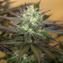 Sapphire OG (Humboldt Seed Organisation) Cannabis Seeds