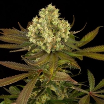 Sour Blueberry (Humboldt Seed Organisation Seeds) Cannabis Seeds
