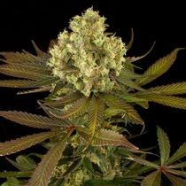 Sour Blueberry (Humboldt Seed Organisation) Cannabis Seeds