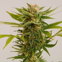 Sour Diesel #2 (Humboldt Seed Organisation) Cannabis Seeds