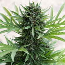 Sour Diesel Auto (Humboldt Seed Organisation Seeds) Cannabis Seeds