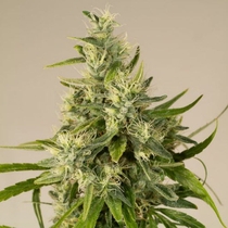 Trainwreck (Humboldt Seed Organisation Seeds) Cannabis Seeds
