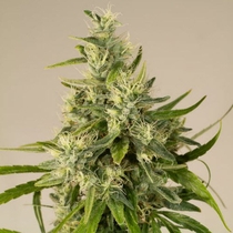 Trainwreck (Humboldt Seed Organisation) Cannabis Seeds
